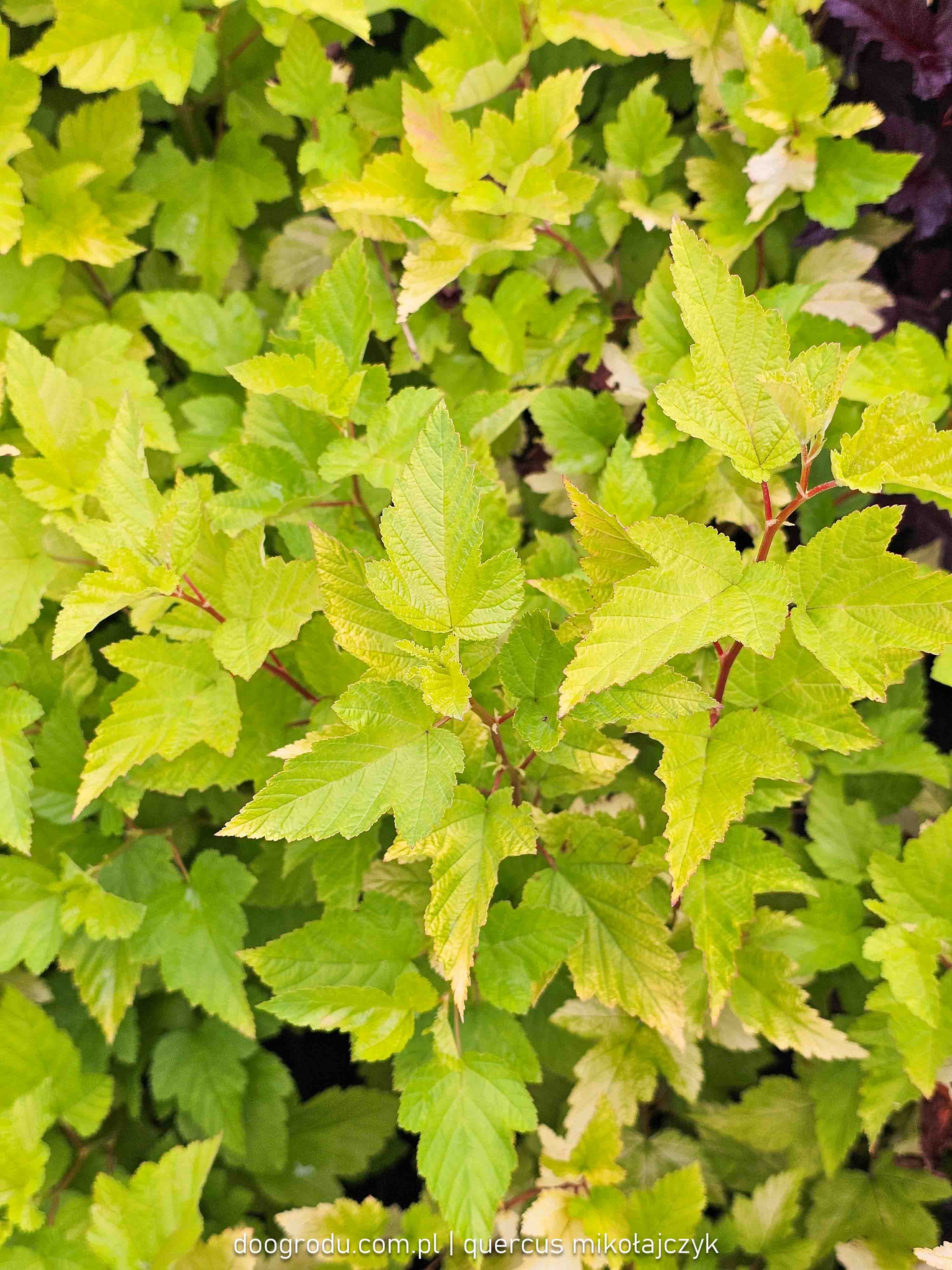 Pęcherznica Dart's Gold