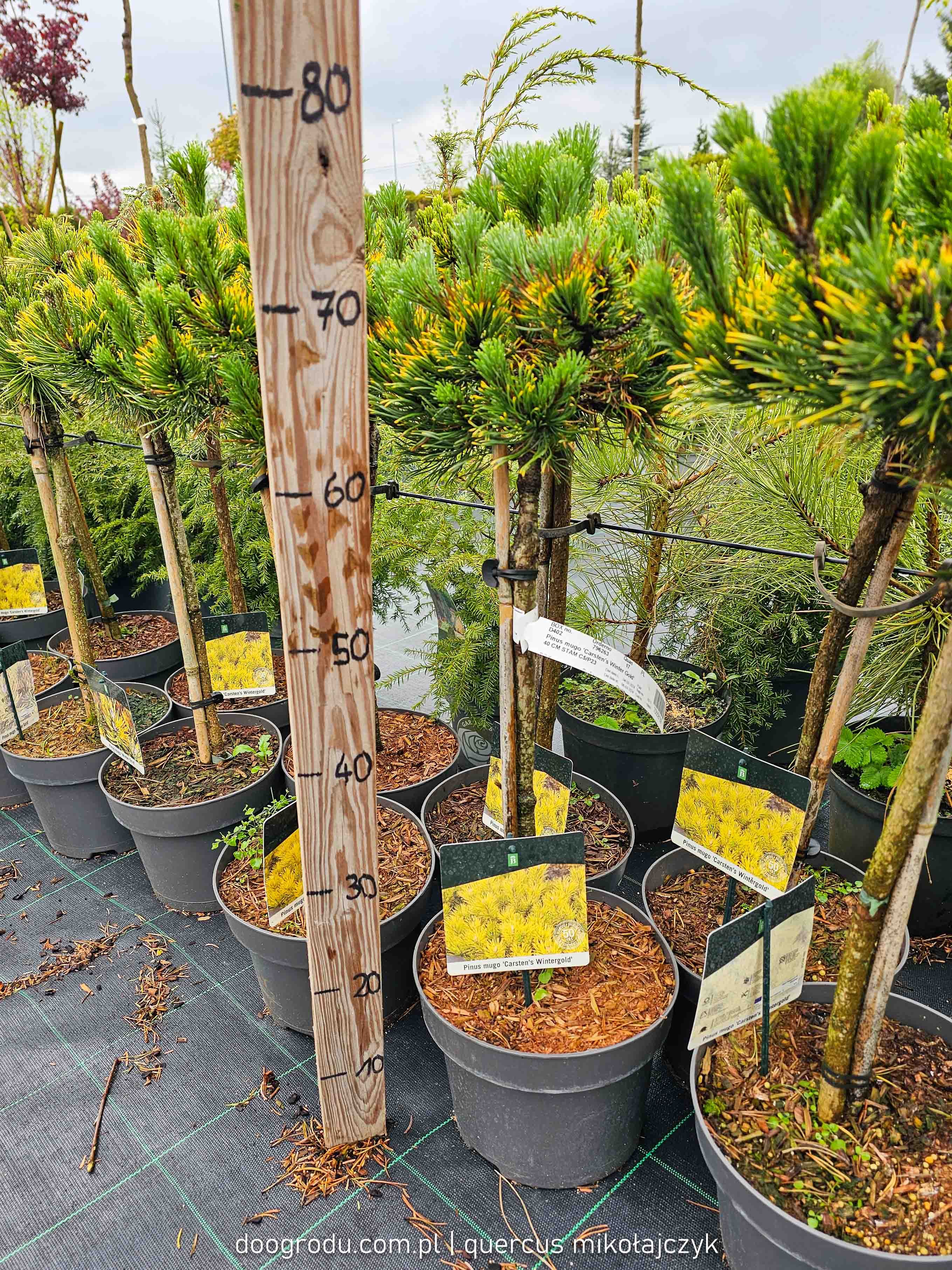 Sosna złota na pniu 'Carsten's Gold