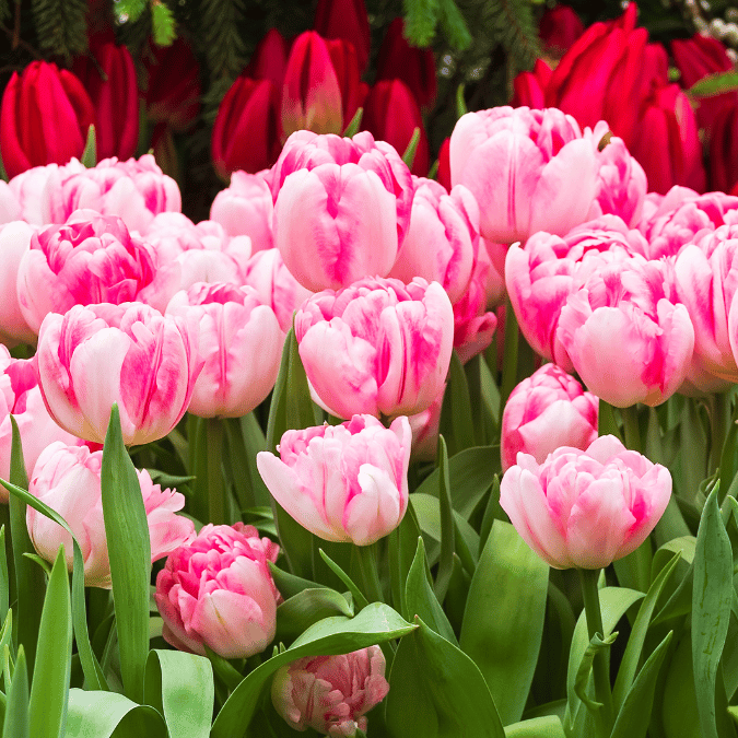 Różowy tulipan Foxtrot