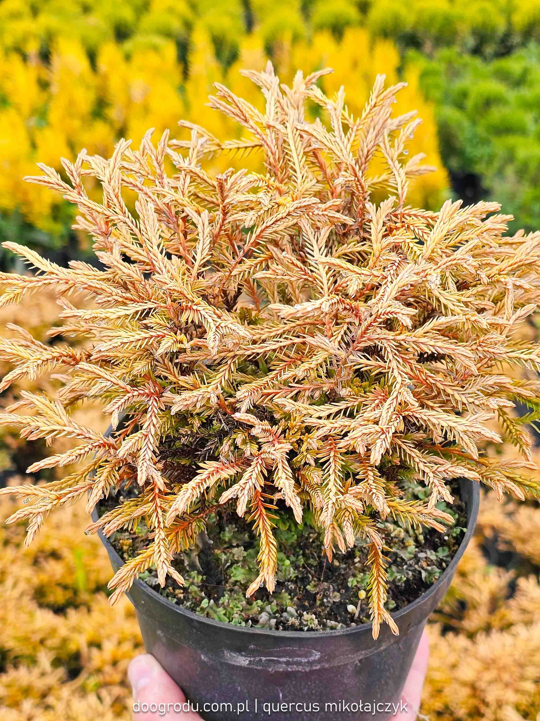 Żywotnik GOLDEN TUFFET