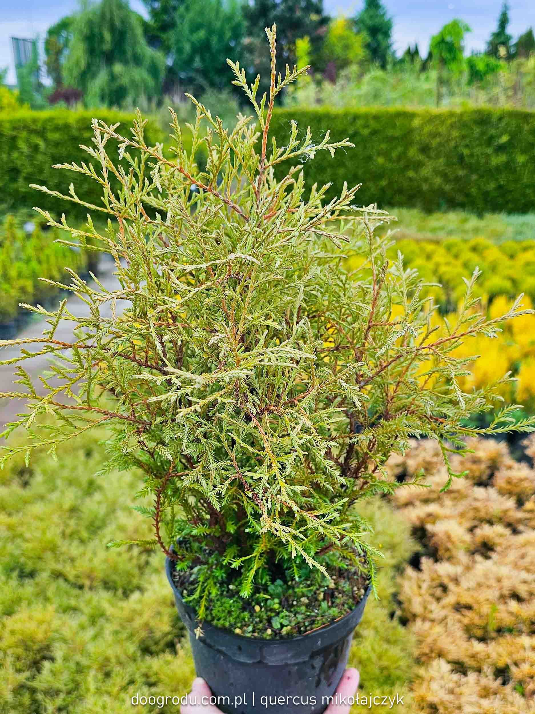 żywotnik Mr Bowling Ball