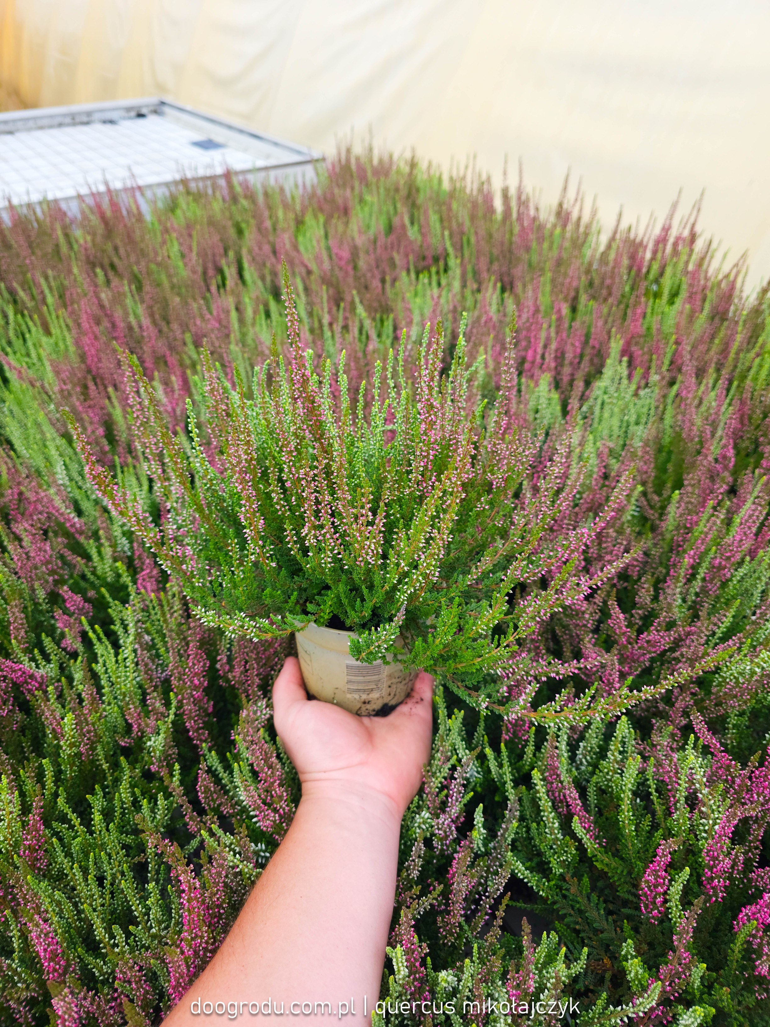 Wrzos dwukolorowy Twin Girls